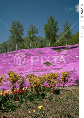滝上芝桜公園 滝上芝桜公園 115198213