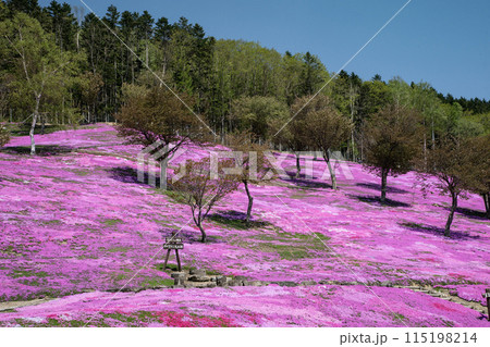 滝上芝桜公園 115198214