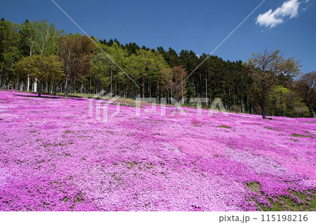 滝上芝桜公園 115198216