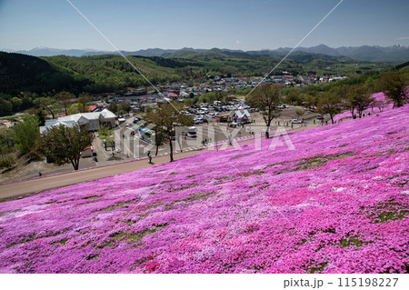 滝上芝桜公園 115198227