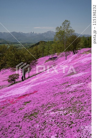 滝上芝桜公園 115198232