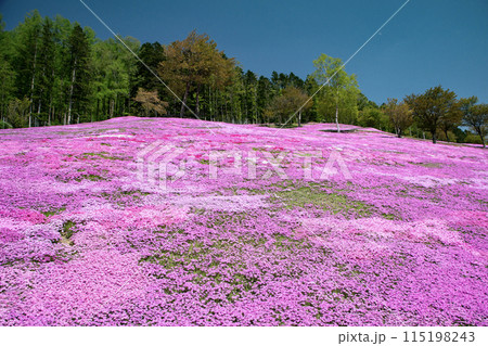 滝上芝桜公園 115198243