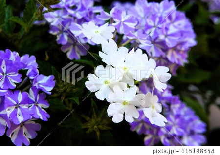 白いスーパーベナ 115198358