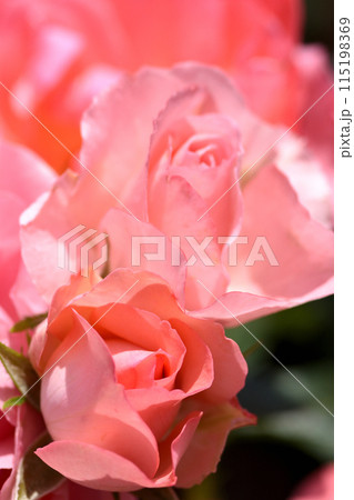 開き始めのピンク色の花弁が朝日に輝いているバラの花 115198369