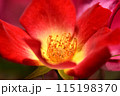 カクテルは真っ赤な花弁に中央部の黄色が映えているバラの花 115198370