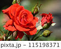 真っ赤な色が目に飛び込んでくる少し小ぶりのバラの花 115198371