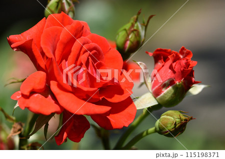 真っ赤な色が目に飛び込んでくる少し小ぶりのバラの花 真っ赤な色が目に飛び込んでくる少し小ぶりのバラの花 115198371