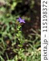 スッと直立した茎の天辺に一輪の紫の花を咲かせるヒナキキョウソウ 115198372