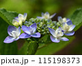装飾花が小さな花の周りを縁取り、梅雨空や雨降りでも一際きれいなガクアジサイの花 115198373