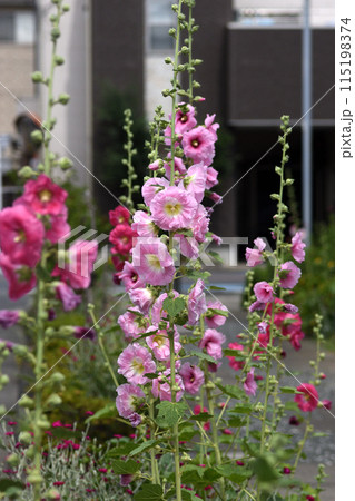 暖色系の立葵が輝き花弁はクレープ紙の様な優しさを感じる季節の花 115198374