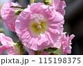 暖色系の立葵が輝き花弁はクレープ紙の様な優しさを感じる季節の花 115198375