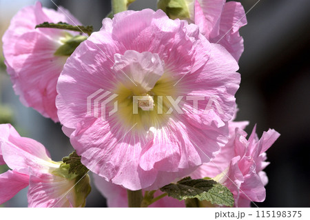 暖色系の立葵が輝き花弁はクレープ紙の様な優しさを感じる季節の花 115198375