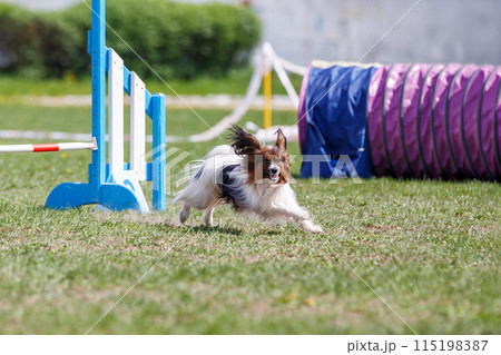Cute Papillon dog jumping over the hurdle on its course in dog agility event 115198387