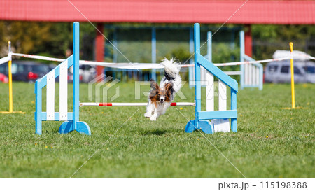 Cute Papillon dog jumping over the hurdle on its course in dog agility event 115198388