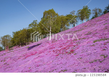 東藻琴芝桜公園 東藻琴芝桜公園 115198584