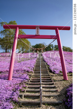 東藻琴芝桜公園 東藻琴芝桜公園 115198598