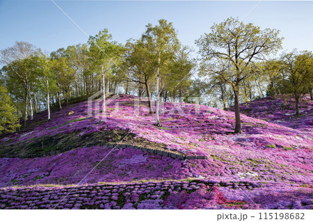 東藻琴芝桜公園 115198682