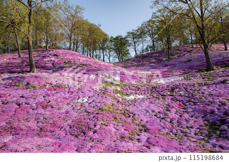 東藻琴芝桜公園 東藻琴芝桜公園 115198684