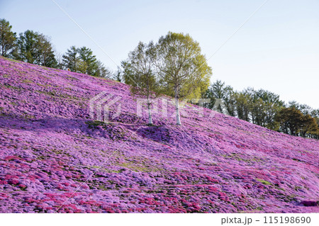 東藻琴芝桜公園 115198690