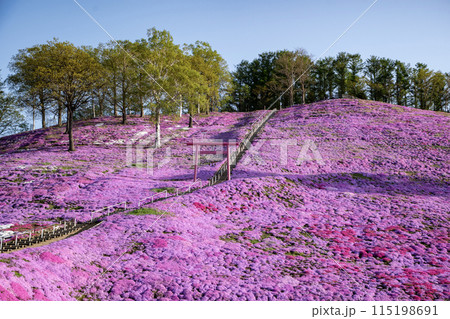 東藻琴芝桜公園 115198691