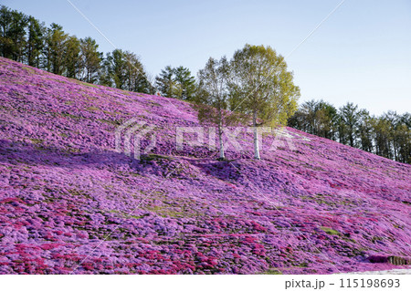 東藻琴芝桜公園 115198693