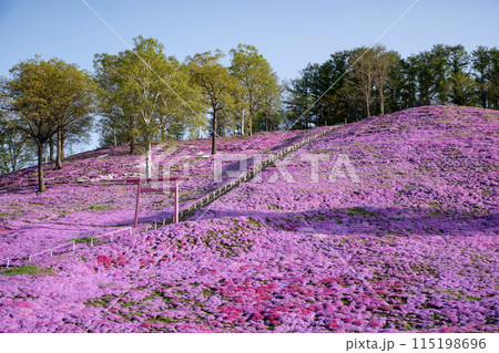 東藻琴芝桜公園 115198696