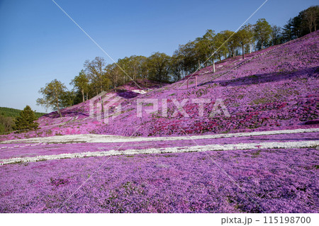 東藻琴芝桜公園 115198700