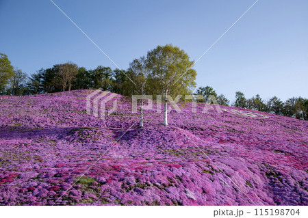 東藻琴芝桜公園 115198704