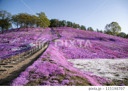 東藻琴芝桜公園 東藻琴芝桜公園 115198707
