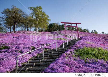 東藻琴芝桜公園 115198730