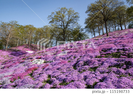 東藻琴芝桜公園 115198733