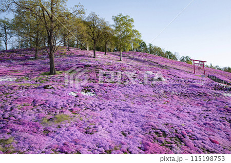東藻琴芝桜公園 115198753