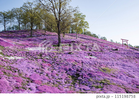 東藻琴芝桜公園 115198758