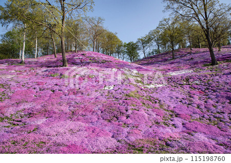 東藻琴芝桜公園 115198760