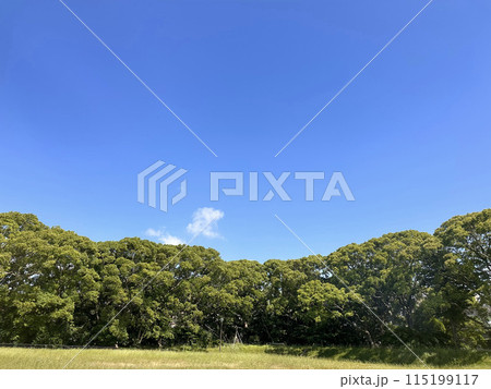 青空と緑の木々 青空と緑の木々 115199117