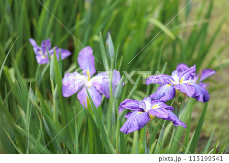 色とりどりに咲き人々の心を癒し続ける菖蒲の花たち 115199541