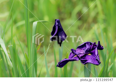 色とりどりに咲き人々の心を癒し続ける菖蒲の花たち 115199547