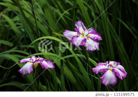 色とりどりに咲き人々の心を癒し続ける菖蒲の花たち 色とりどりに咲き人々の心を癒し続ける菖蒲の花たち 115199575