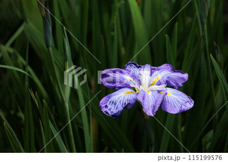 色とりどりに咲き人々の心を癒し続ける菖蒲の花たち 115199576