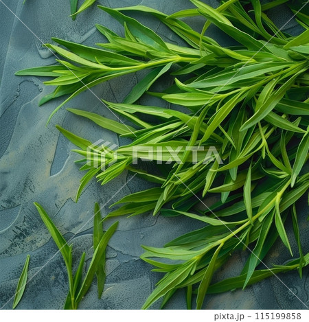 Estragon twigs, tarragon sprigs, fresh artemisia dracunculus grass, green spice leaves banner illustration 115199858