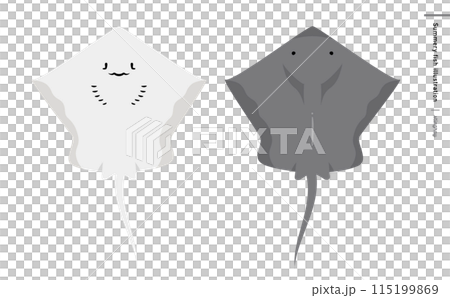 エイ(えい)の顔を表・裏側を描いた魚類のイラスト:かわいい海洋生物 エイ(えい)の顔を表・裏側を描いた魚類のイラスト:かわいい海洋生物 115199869