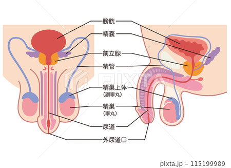 医学　男性生殖器 