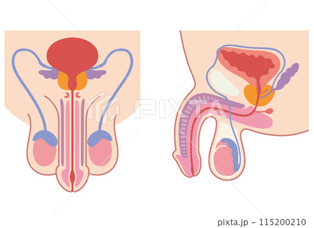 男性生殖器の構造　医療 115200210