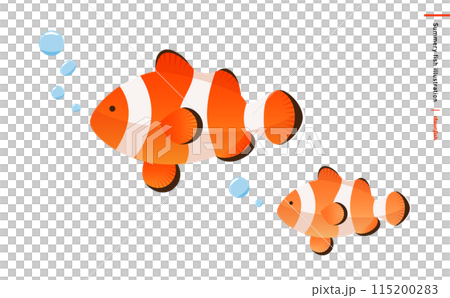 オレンジ色のクマノミ・カクレクマノミ親子のベクター素材_白背景の熱帯魚イラスト 115200283
