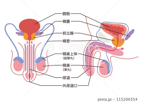 男性生殖器の構造　医療 115200354