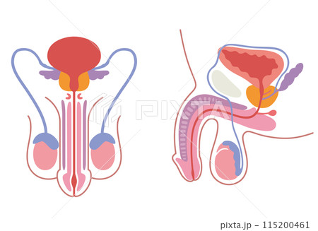 医学　男性生殖器 男性生殖器の構造 医療のイラスト素材 [115200461] - PIXTA