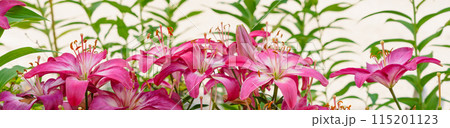 6月　ユリの花 115201123