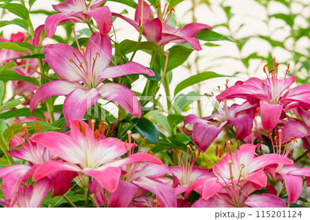 6月　ユリの花 115201124