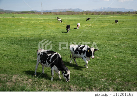 別海町の放牧牛 115201168