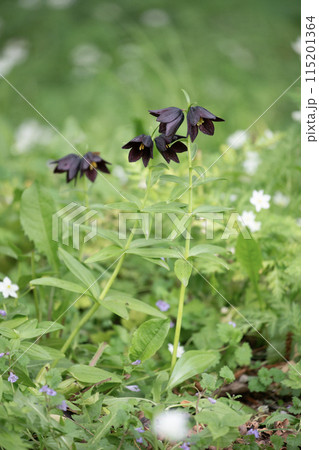 森の中の黒百合 115201364